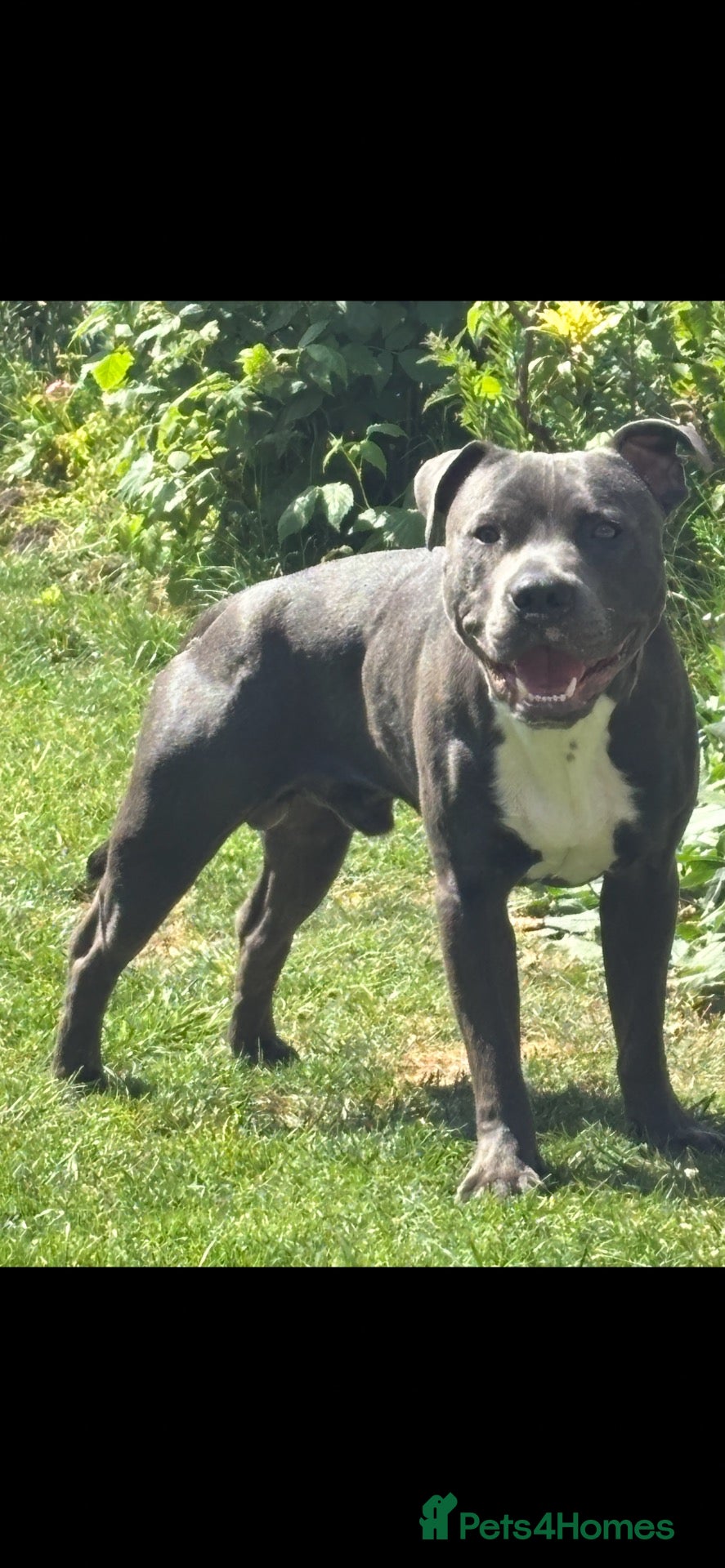 Staffordshire Bull Terrier dogs Bruce. Blue Staffordshire bull terrier  - Advert 3