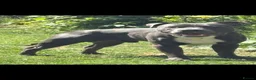 Staffordshire Bull Terrier dogs for stud: Bruce. Blue Staffordshire bull terrier  in Hull - Advert 1