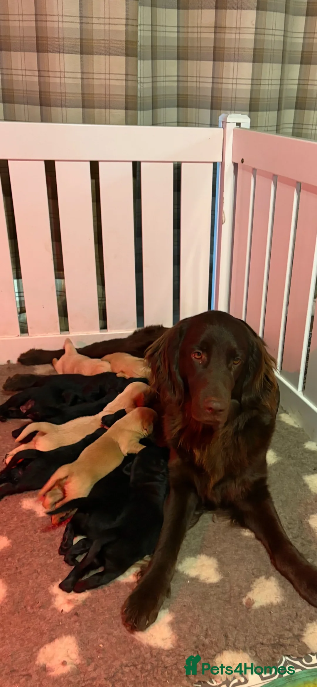 Mixed Breed dogs for sale: Golden flatties ❤️ ONLY LITTER IN UK ❤️ - Advert 2