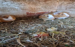 Guinea Pig rodents for sale: 8 week old + male guineapigs - Image 4