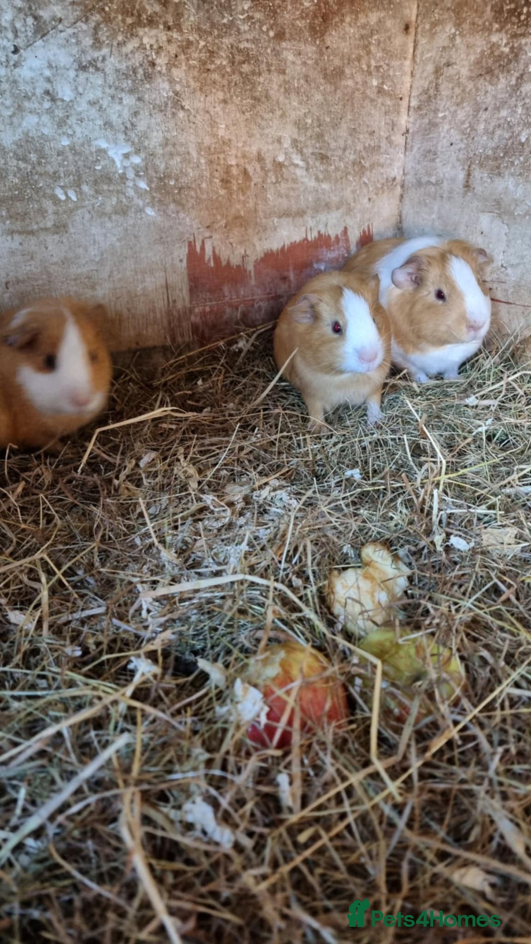 Guinea Pig rodents for sale: 8 week old + male guineapigs - Image 4