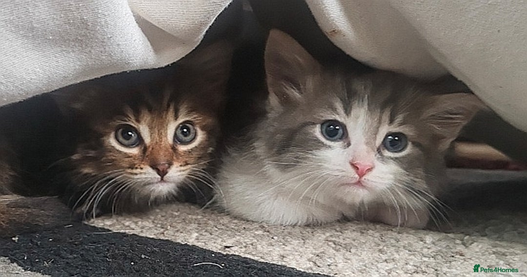 Mixed Breed cats for sale: Beautiful kittens looking for forever homes!! - Image 5