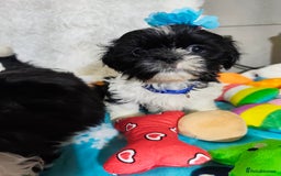 Shih Tzu dogs for sale: Shih Tzu puppies 1 boy available Redy Now!!! - Image 5