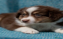Miniature American Shepherd dogs for sale: Purebred Miniature American Shepherd Pups For Sale - Image 11