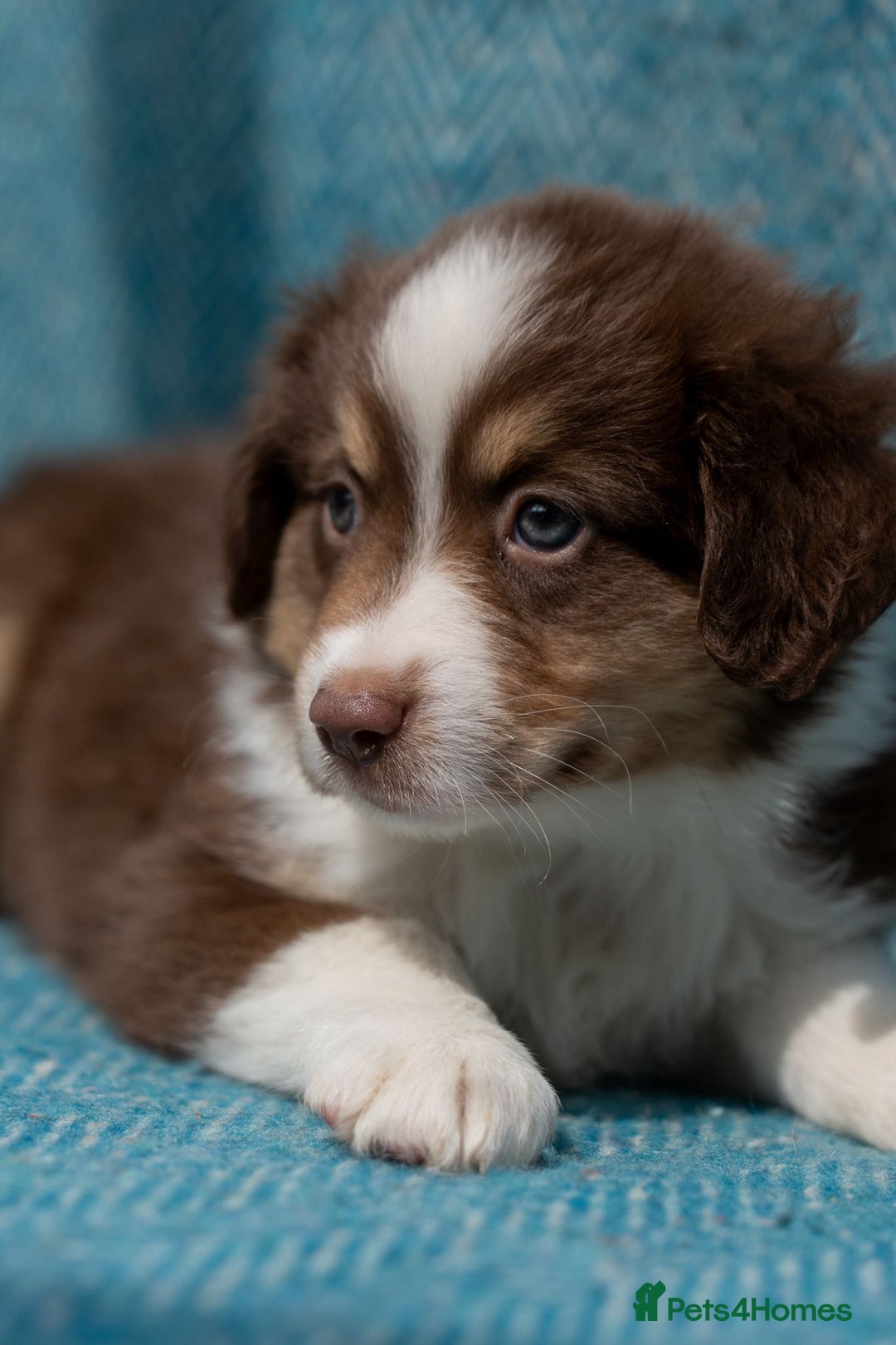 Miniature American Shepherd dogs for sale: Purebred Miniature American Shepherd Pups For Sale - Image 11