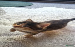 Mixed Breed cats for sale: Lovely kittens Looking for new Homes  - Image 27
