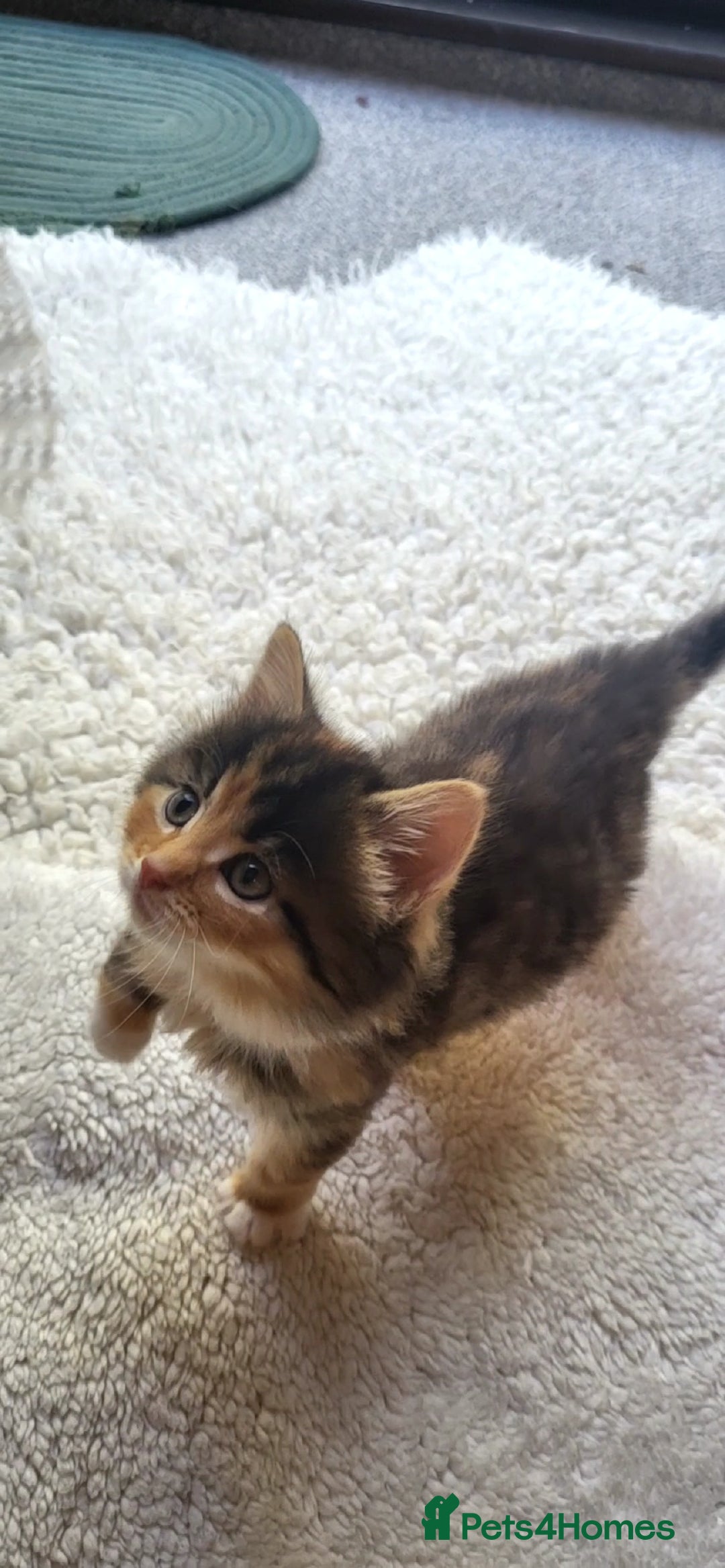 Mixed Breed cats for sale: Lovely kittens Looking for new Homes  - Image 27