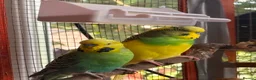 Budgerigars birds for sale: Bonded pair of male budgies  - Advert 2