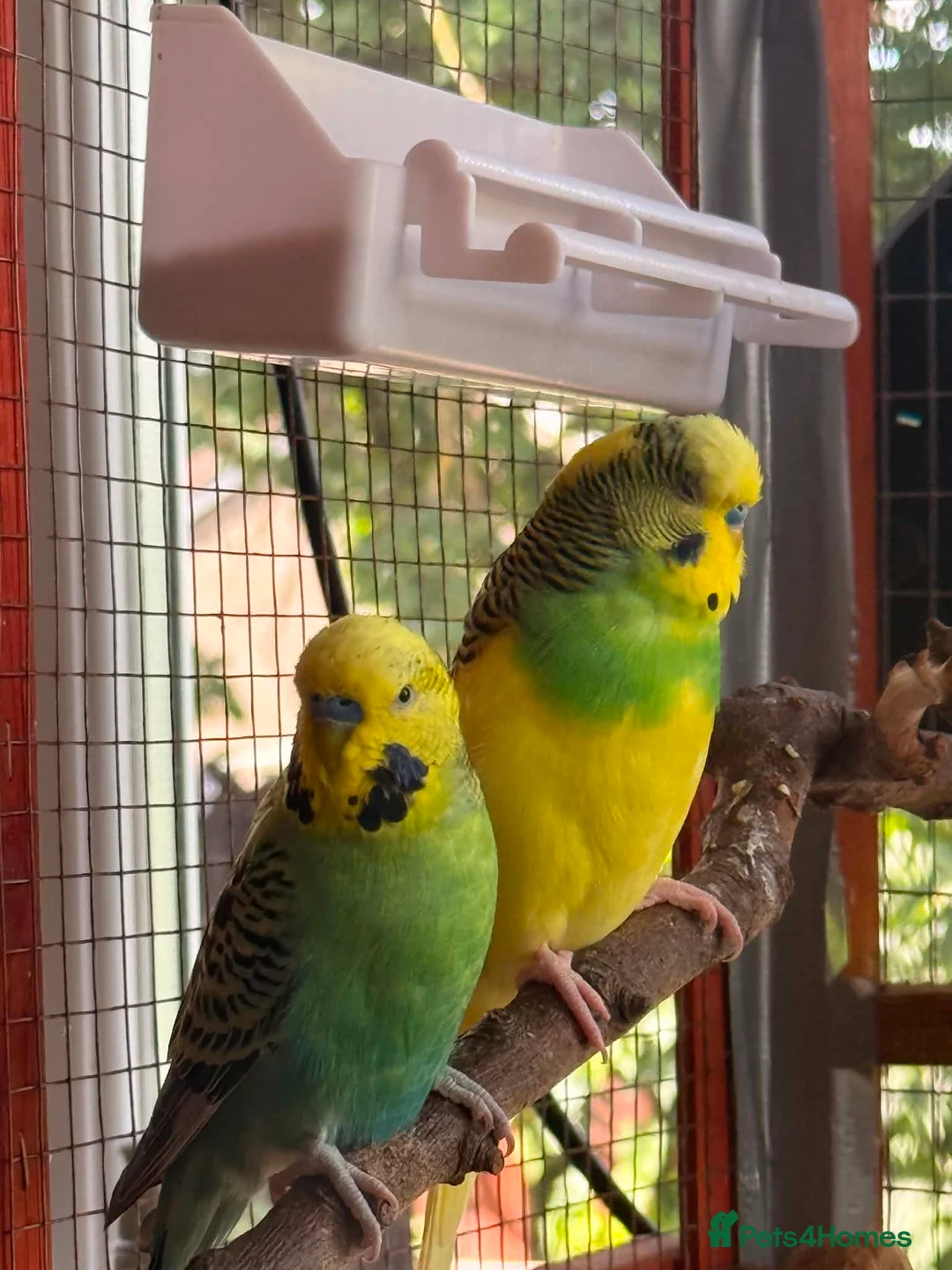 Budgerigars birds for sale: Bonded pair of male budgies  - Advert 2