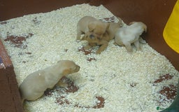 Labrador Retriever dogs for sale: Beautiful yellow/Red KC Labrador Puppies - Image 10