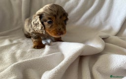 Miniature Dachshund dogs for sale: Pedigree Miniature Long haired Dachshund - Image 3
