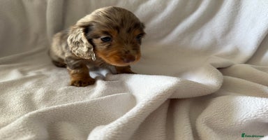 Miniature Dachshund dogs - Advert 14