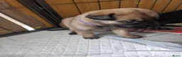 German Shepherd dogs for sale: Beautiful german shepherd puppies for sale  - Advert 5