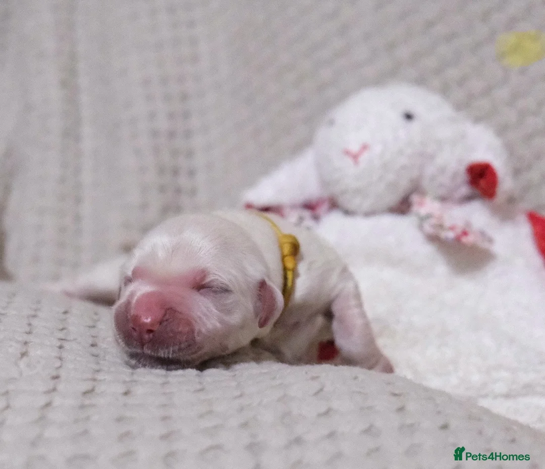 Golden Retriever dogs for sale: Beautiful Golden retriever pups - Advert 17