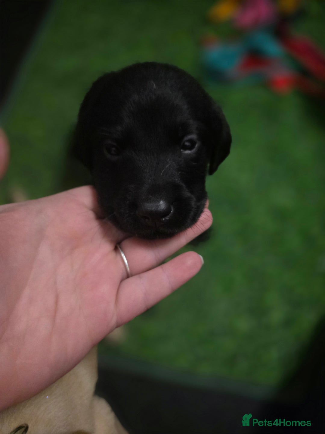 Labrador Retriever dogs for sale: Beautiful labrador retriever puppies  - Advert 7