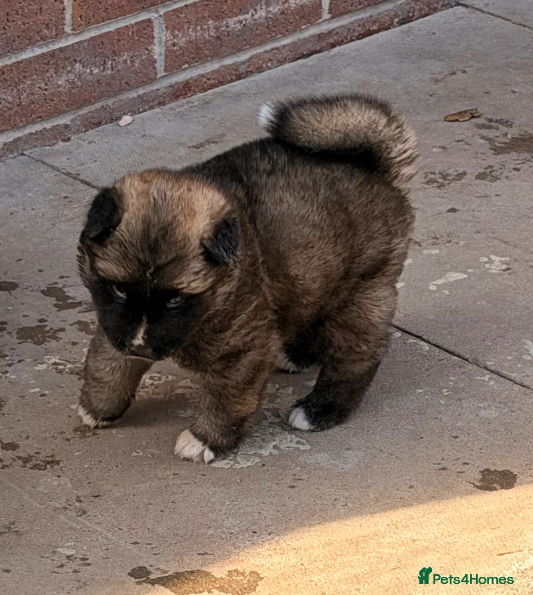 Akita dogs for sale: American Akita  - Advert 29