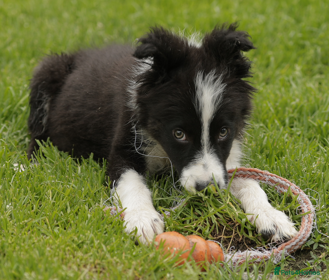 Border Collie dogs for sale: Lovely 7 month old female border collie - Advert 5