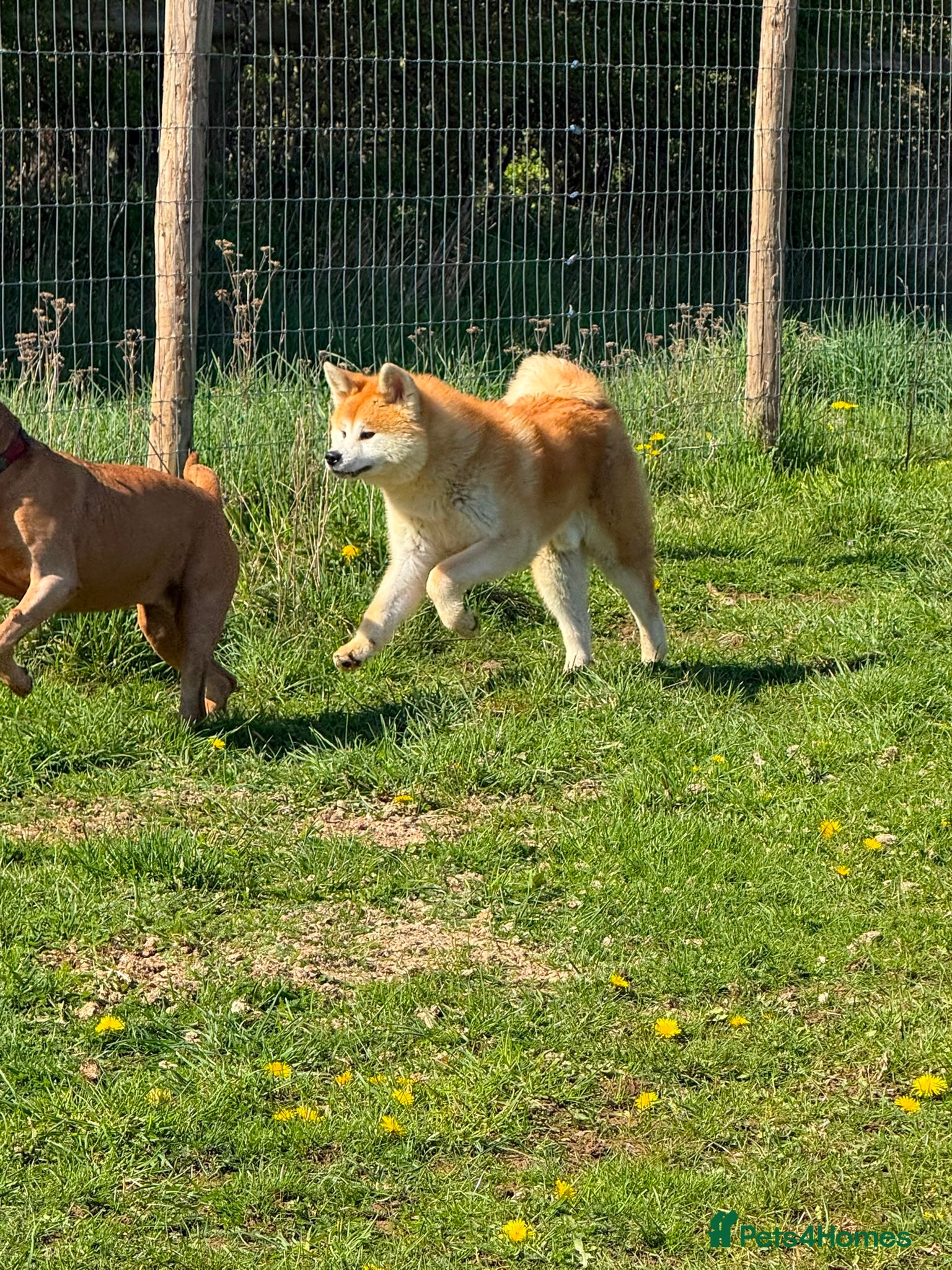 Japanese Akita Inu dogs for sale: Japanese Akita Inu  in Sandy - Advert 4