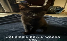 British Longhair cats for sale: 1 boy kitten 9 weeks old - Image 1