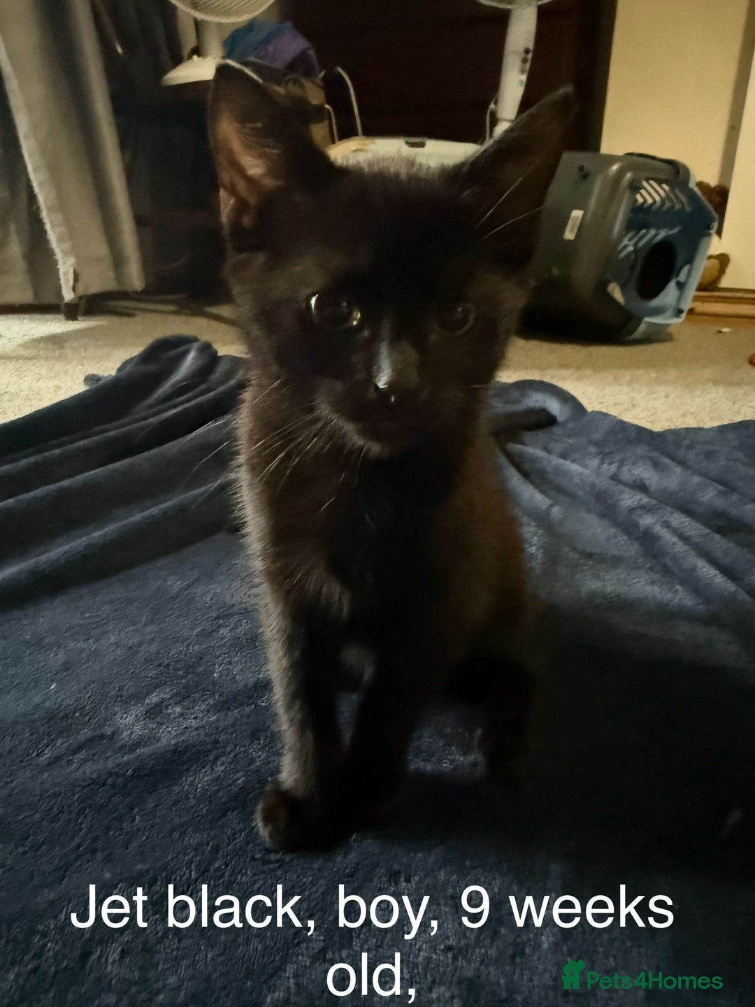 British Longhair cats for sale: 1 boy kitten 9 weeks old - Image 1