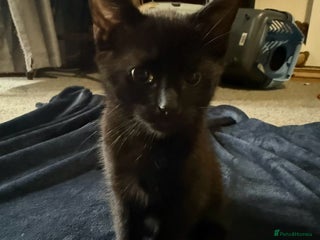 British Longhair cats - Advert 23