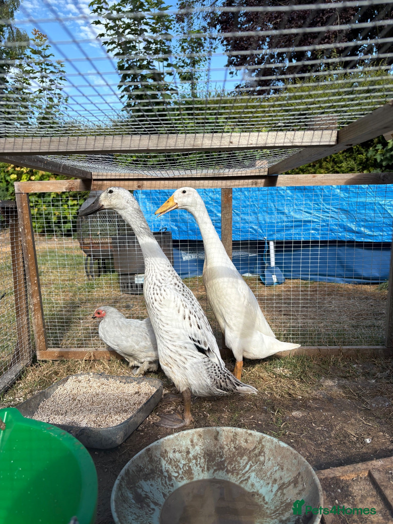 Ducks poultry Two Indian runner duck females - Advert 1