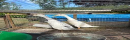 Ducks poultry for sale: Two Indian runner duck females - Advert 1