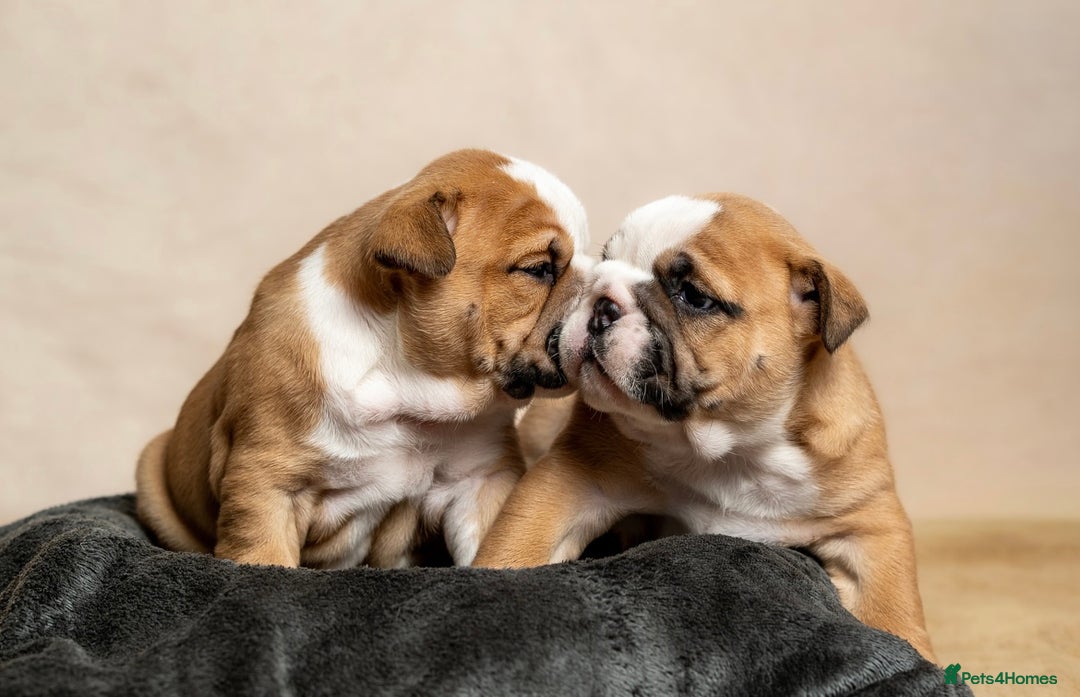 English Bulldog dogs for sale: Beautiful British Bulldog’s  - Image 2