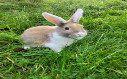 English Lop rabbits for sale: Baby Rabbits 4 available  - Image 2
