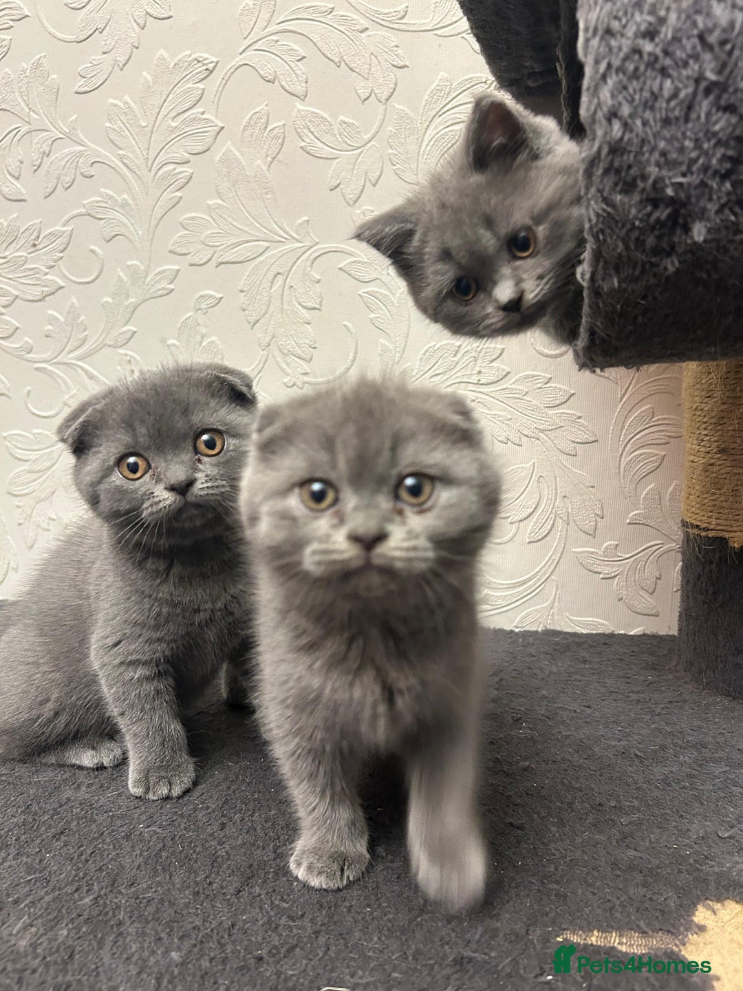 Scottish Fold cats for sale: Kittens - Advert 2