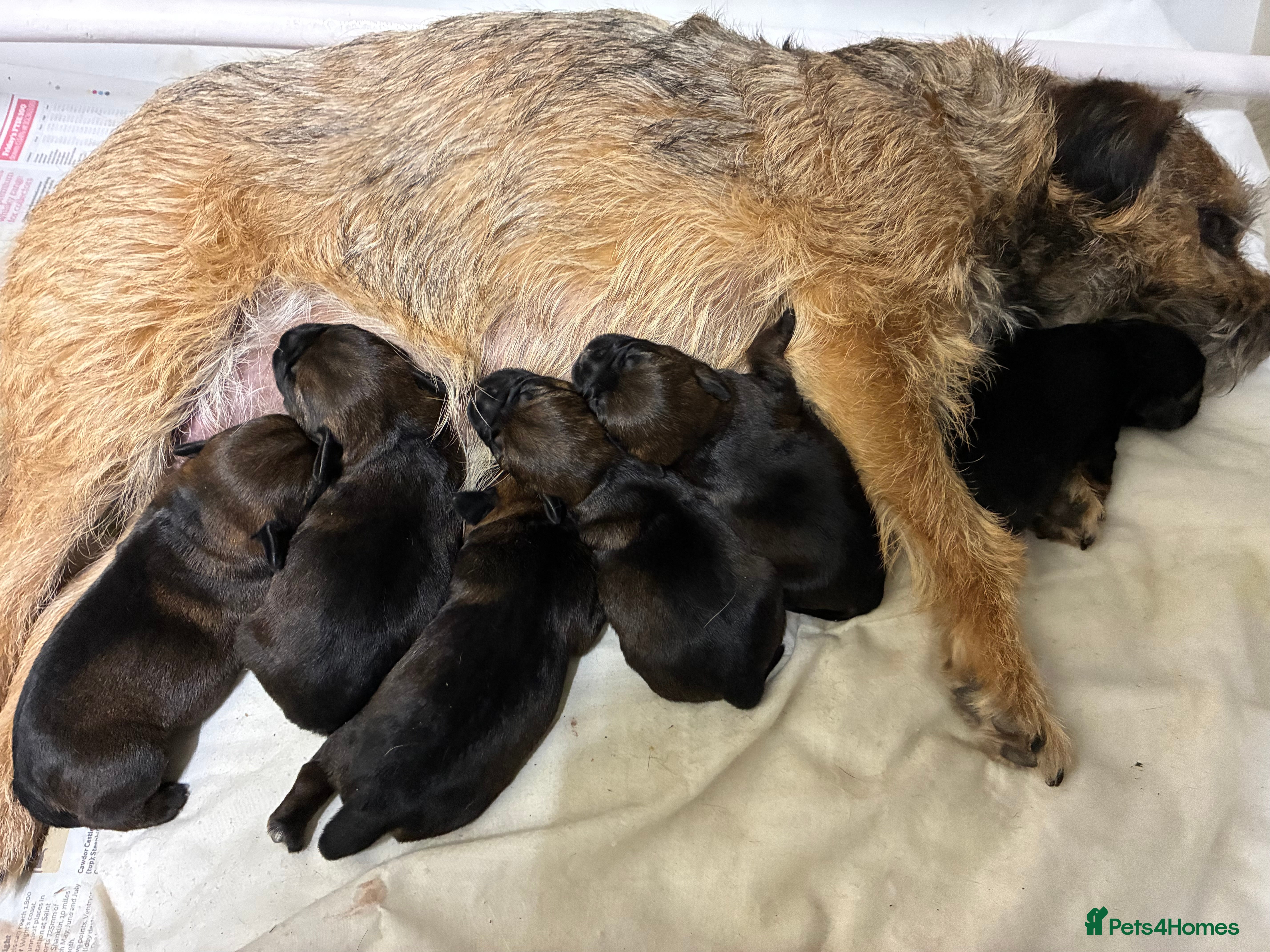 Border Terrier dogs KC registered border terrier pups  - Advert 11