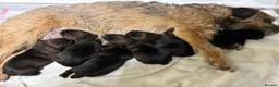 Border Terrier dogs for sale: KC registered border terrier pups  - Advert 1