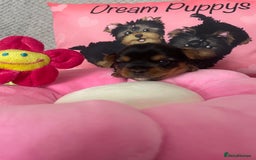 Yorkshire Terrier dogs for sale: Beautiful 2 Girls Yorkshire Terrier Pedigree  - Advert 9