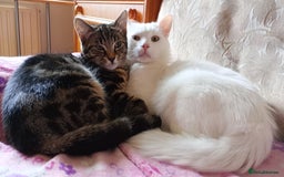 Ragdoll cats for sale: Turkish Angora  - Image 6