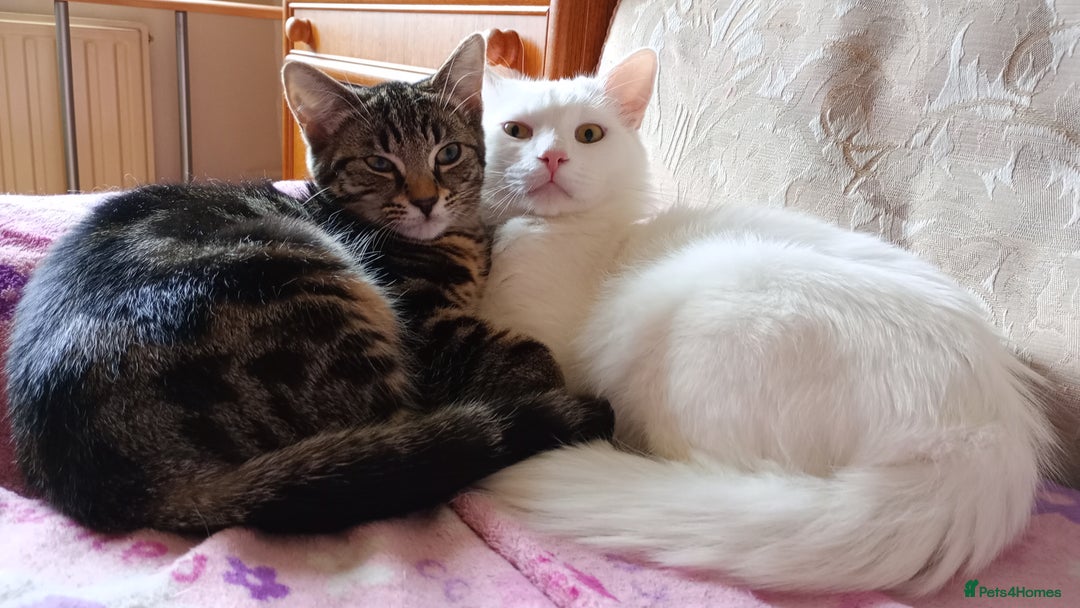 Ragdoll cats for sale: Turkish Angora  - Image 6