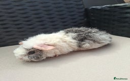 Guinea Pig rodents for sale: Baby guinea pigs for sale - Image 1