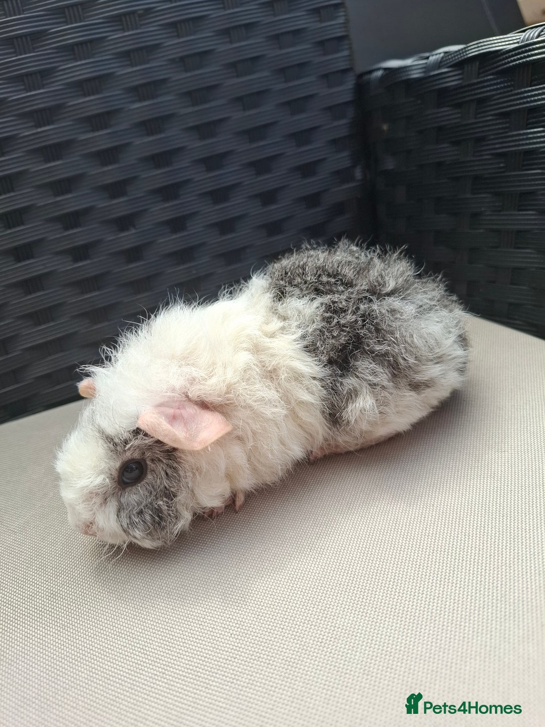 Guinea Pig rodents for sale: Baby guinea pigs for sale - Image 1