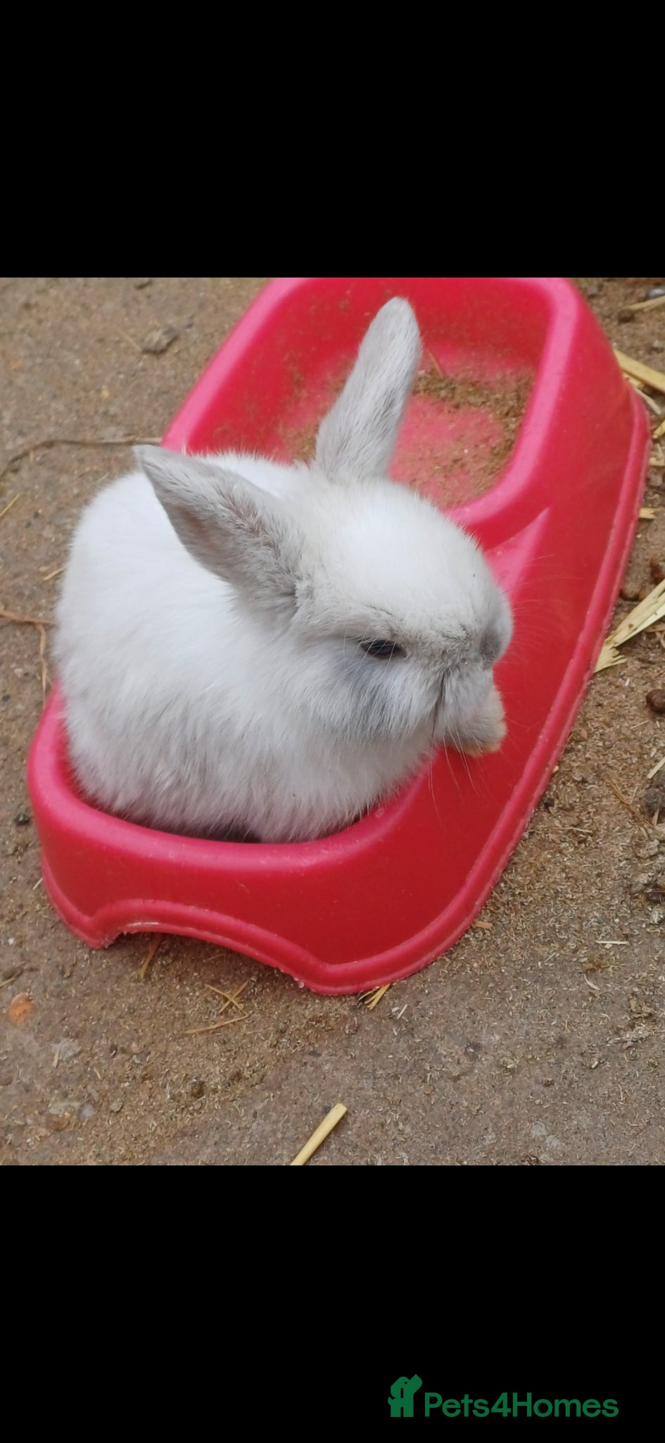 Mini Lion Lop rabbits for sale: Mixed sex 10 week old rabbits - Advert 1