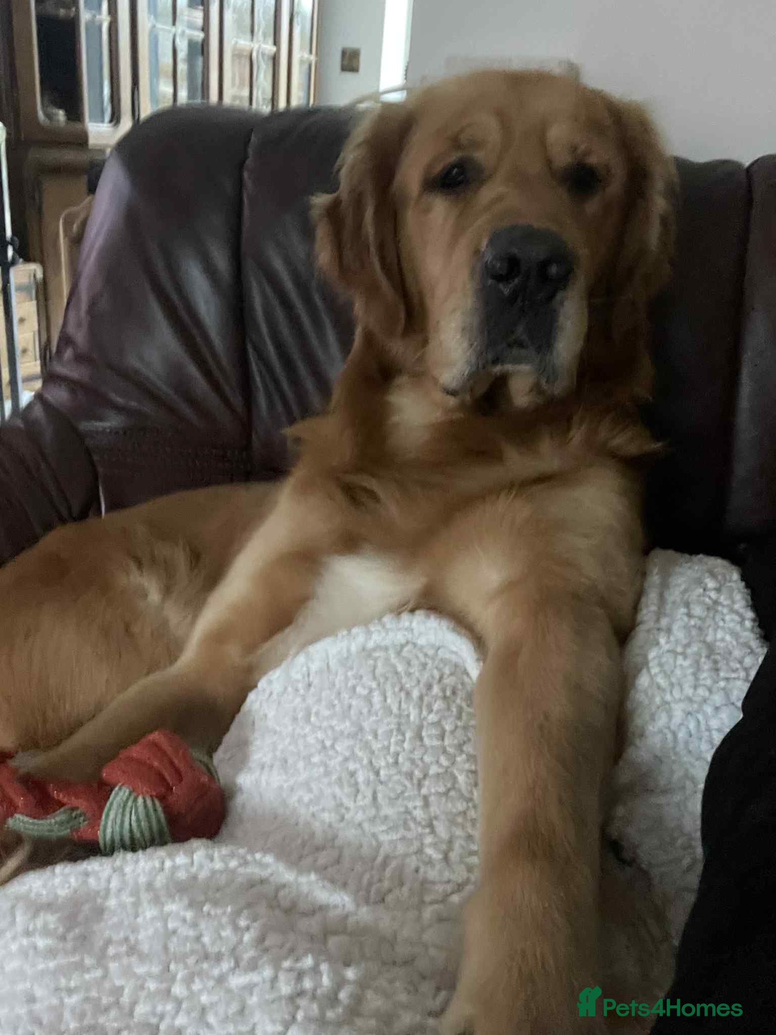 Golden Retriever dogs Handsome Hugo ready for stud - Advert 8