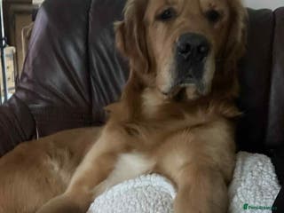 Golden Retriever dogs Handsome Hugo ready for stud - Advert 16