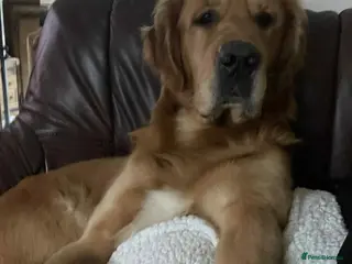 Golden Retriever dogs Handsome Hugo ready for stud - Advert 1