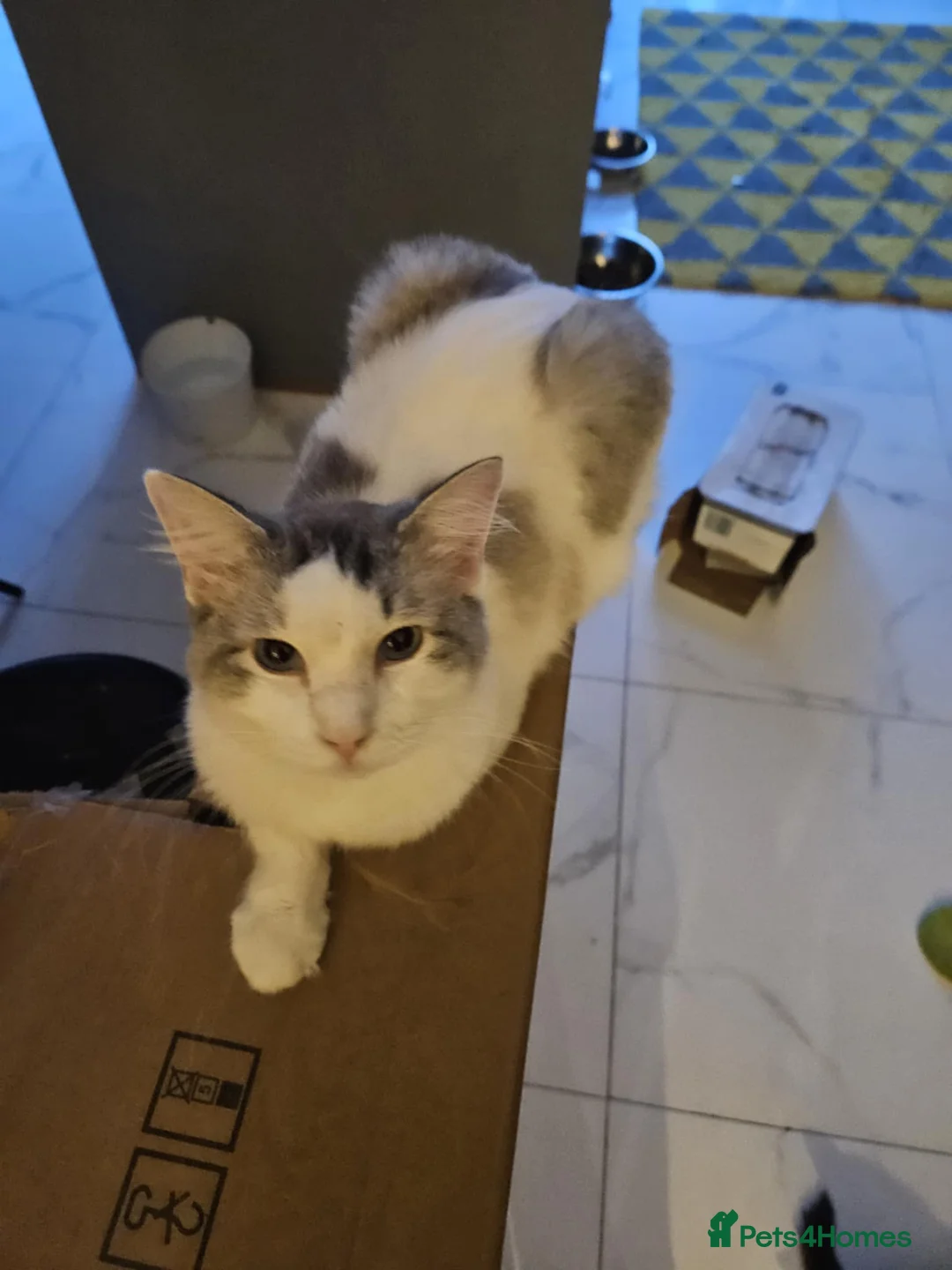 Ragdoll cats for sale: 5 Ragdoll kittens  - Advert 2