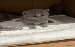 Scottish Fold cats for sale: Scottish fold  - Image 12