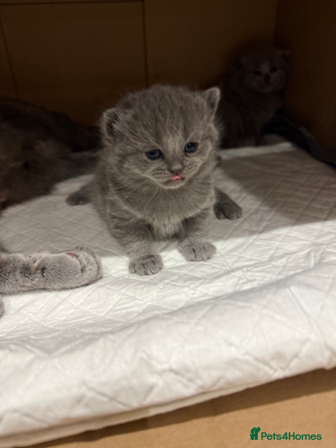 Scottish Fold cats for sale: Scottish fold  - Image 12