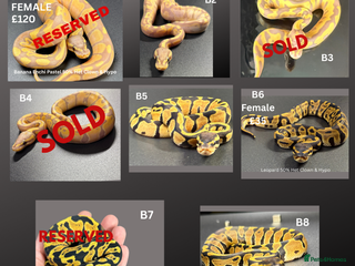 Python Snake reptiles - Advert 10