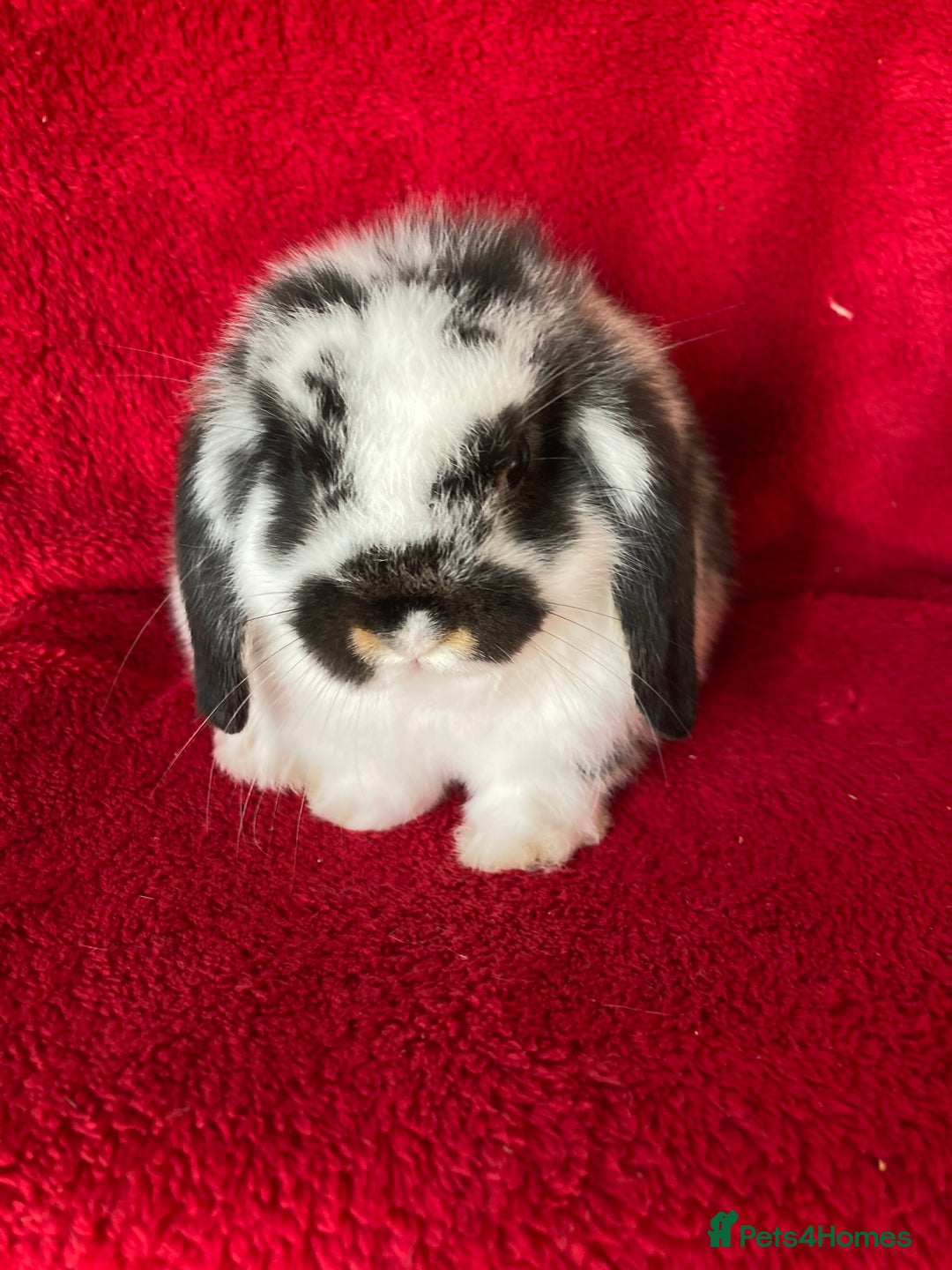 Mini Lop rabbits for sale: Adorable Pure Mini Lop Rabbit - Image 2
