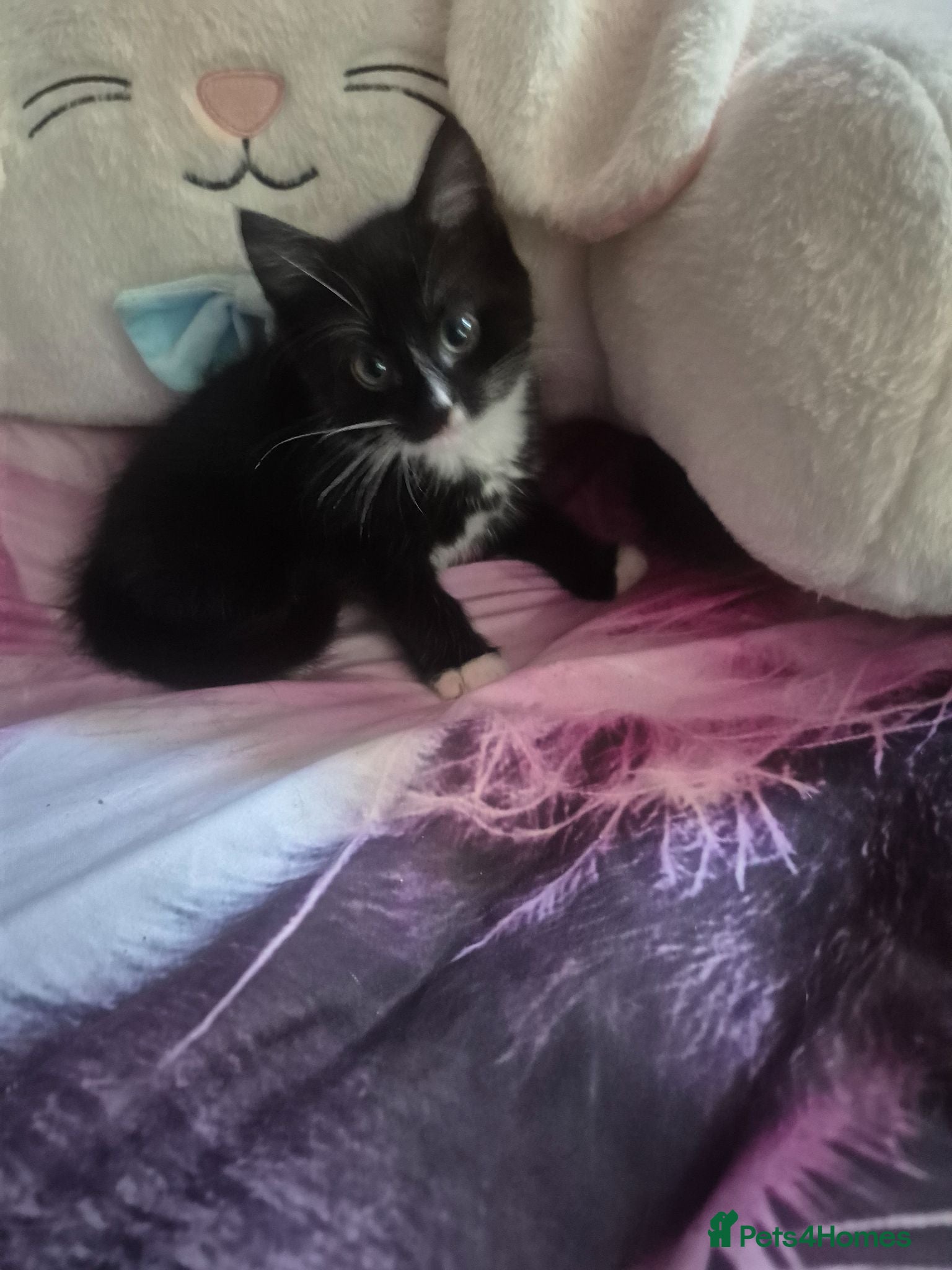 Mixed Breed cats 2 beautiful kittens  - Advert 1