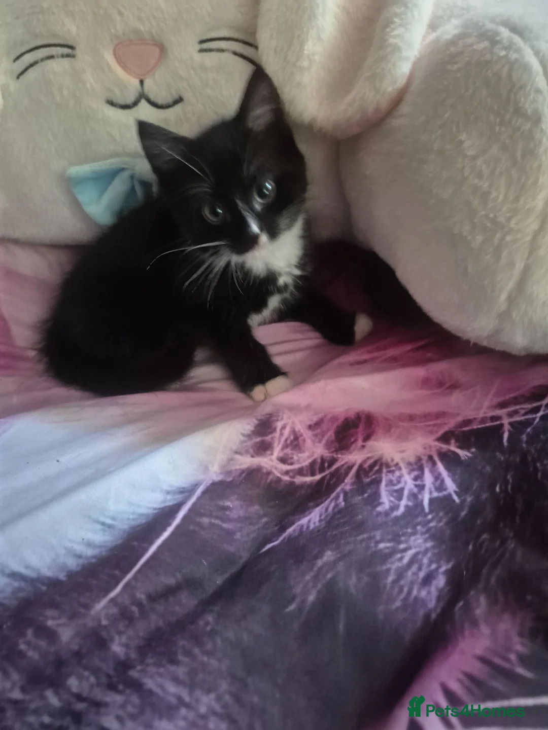 Mixed Breed cats for sale: 2 beautiful kittens  - Advert 1