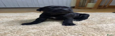 Cane Corso Puppy 9