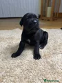 Cane Corso Puppy 9